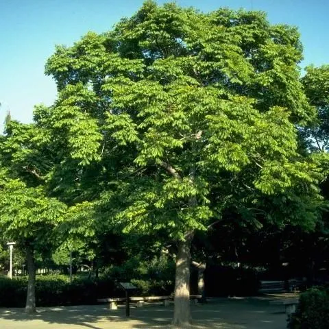 thumbnail for publication: Koelreuteria bipinnata: Chinese Flame-Tree